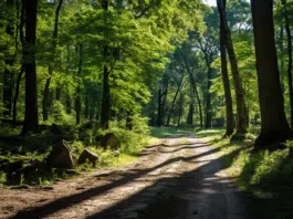 Découverte du Bois de Montmaur : randonnées, faune et flore locales