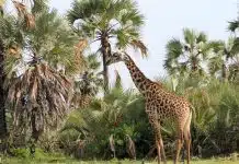 Les raisons d’opter pour un safari en Tanzanie