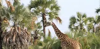 Les raisons d’opter pour un safari en Tanzanie