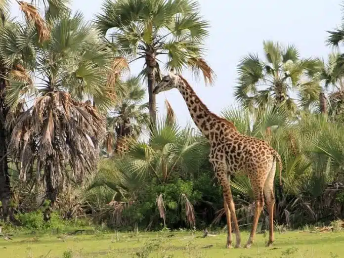 Les raisons d’opter pour un safari en Tanzanie