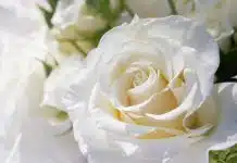 Rose Blanche