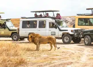 Quelle agence de voyage pour faire un safari ?