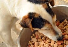 croquette sans céréales chien
