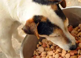 Pourquoi les croquettes sans céréales sont-elles meilleures pour votre chien ? croquette sans céréales chien