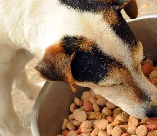 Pourquoi les croquettes sans céréales sont-elles meilleures pour votre chien ? croquette sans céréales chien