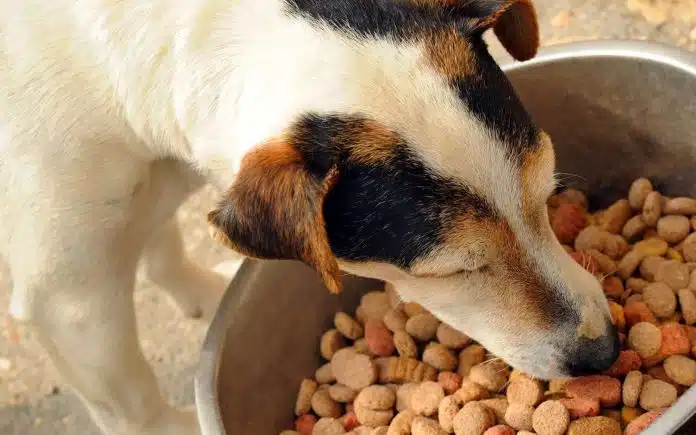 croquette sans céréales chien