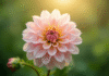 Belle dahlias en pleine floraison en extérieur
