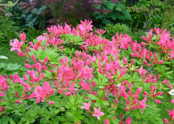 Quelle plante d’extérieur cultiver en automne ?